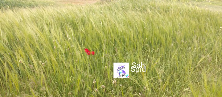 spring     بهار