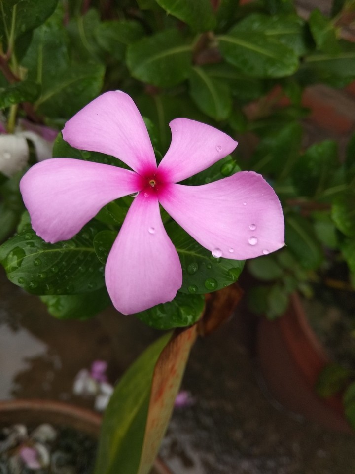 rain drop