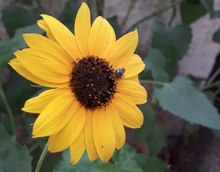 sunflower