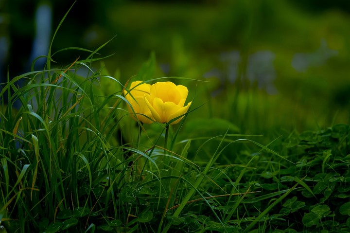 flower