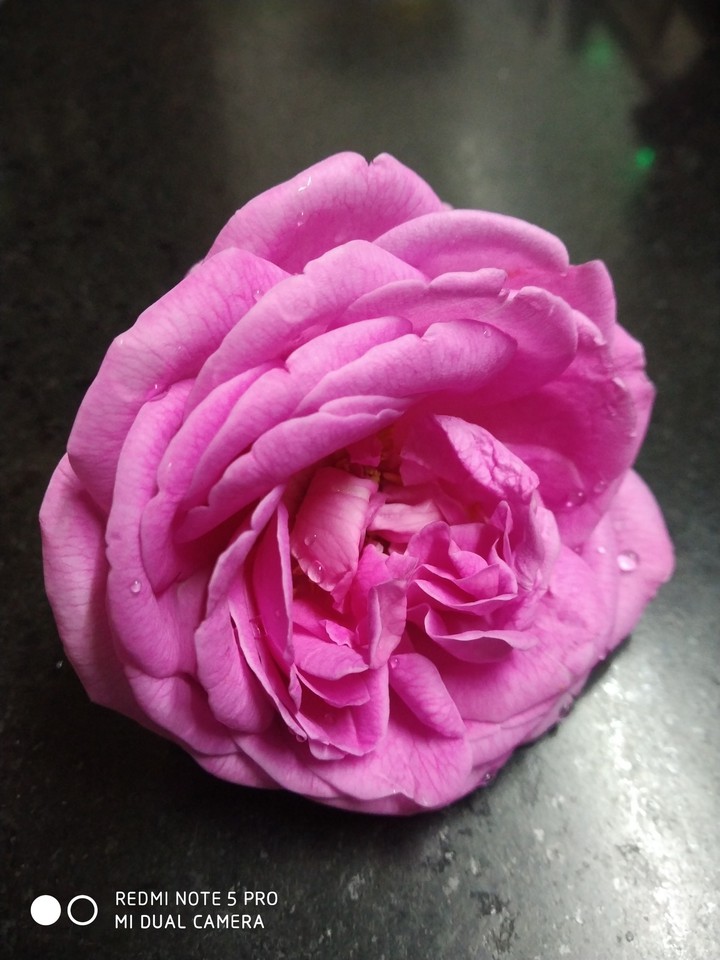 rose