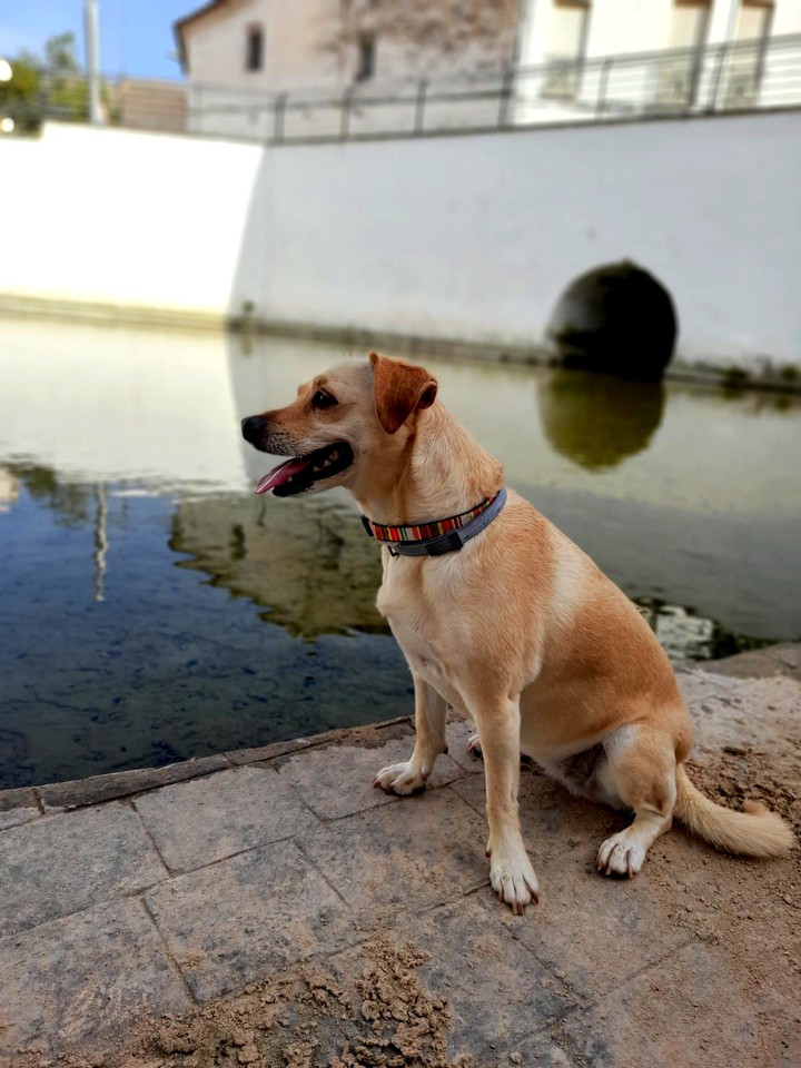 Perla