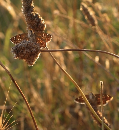 шпалери polygonia, plant
