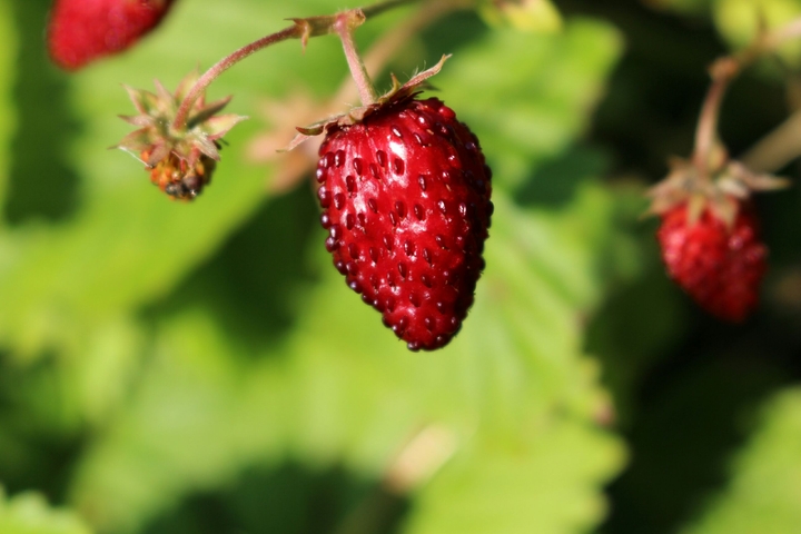 berry