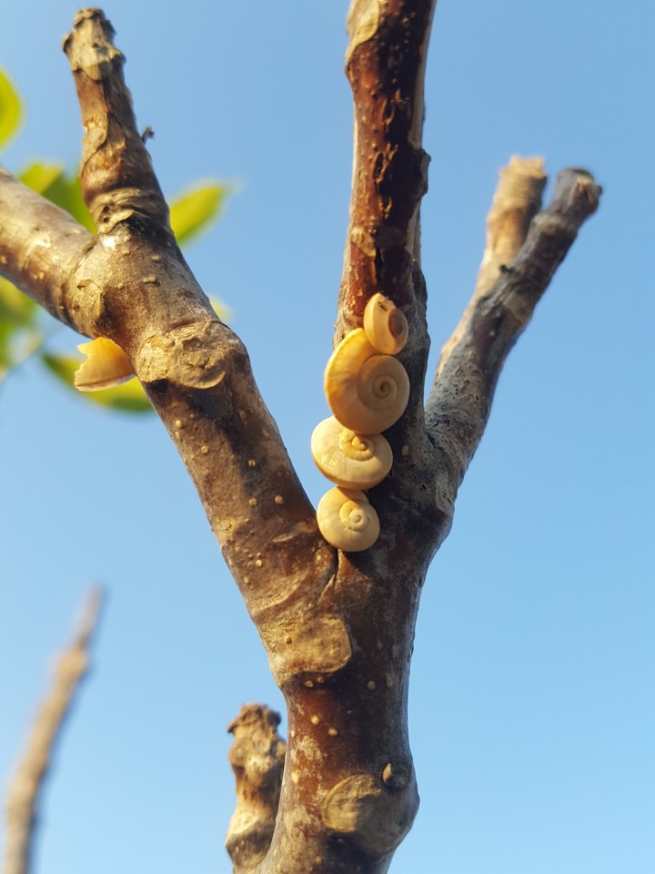 sun, sky,  tree, snail, summer, love