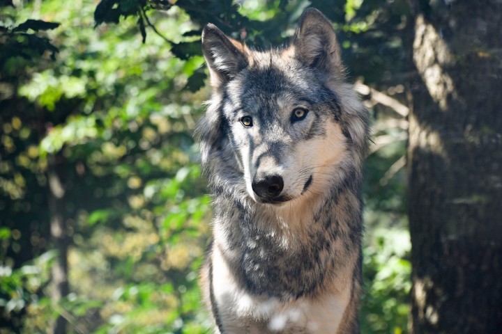 Wolf