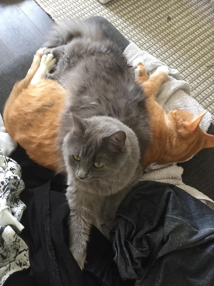 cat's