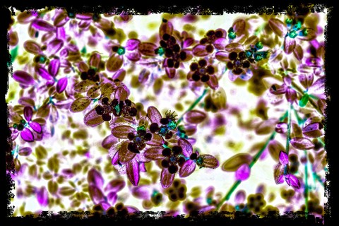 Inverted Image