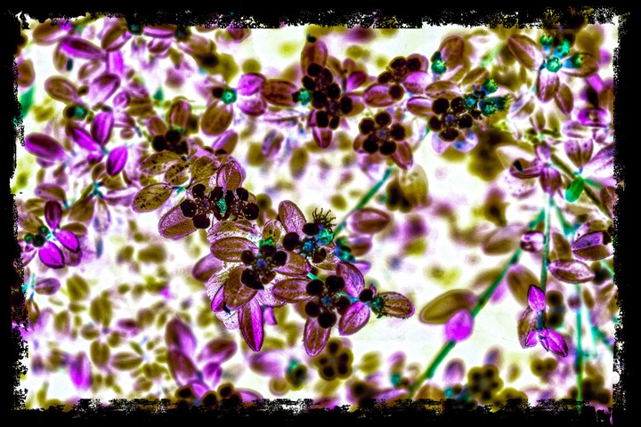 Inverted Image
