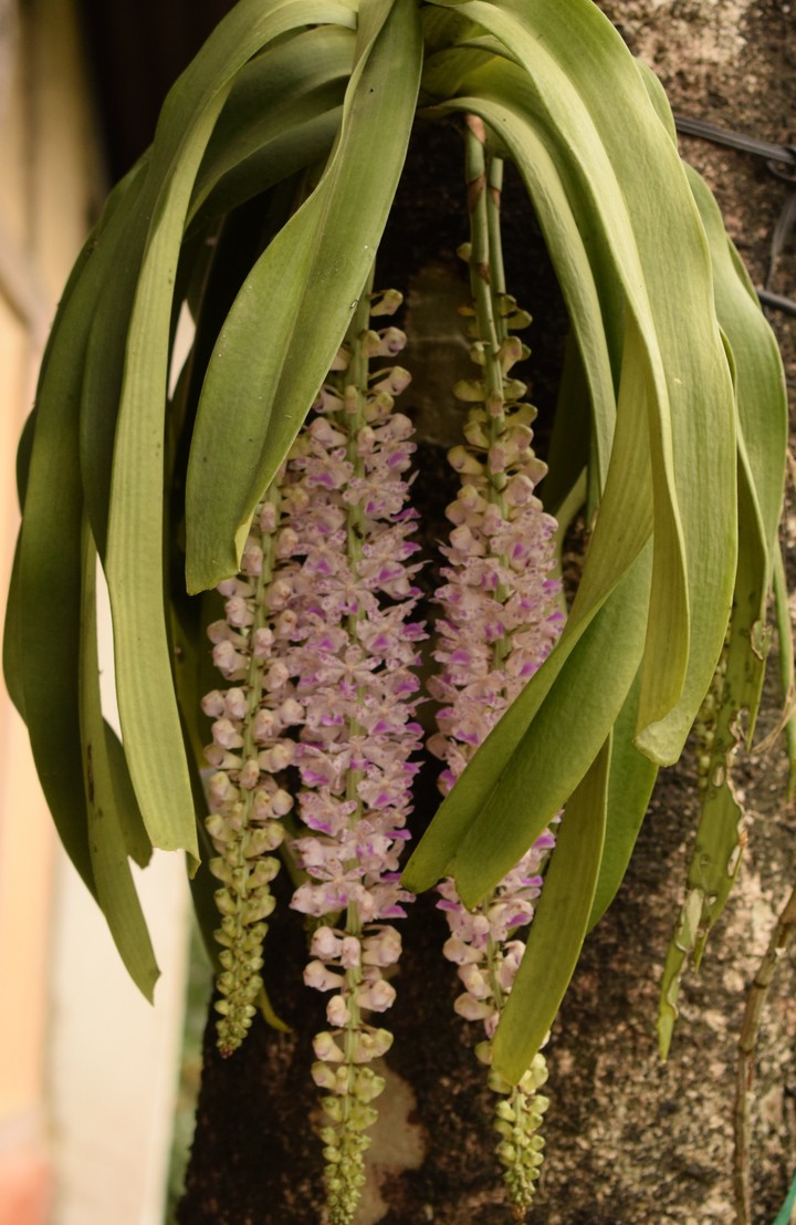 flower of Assam