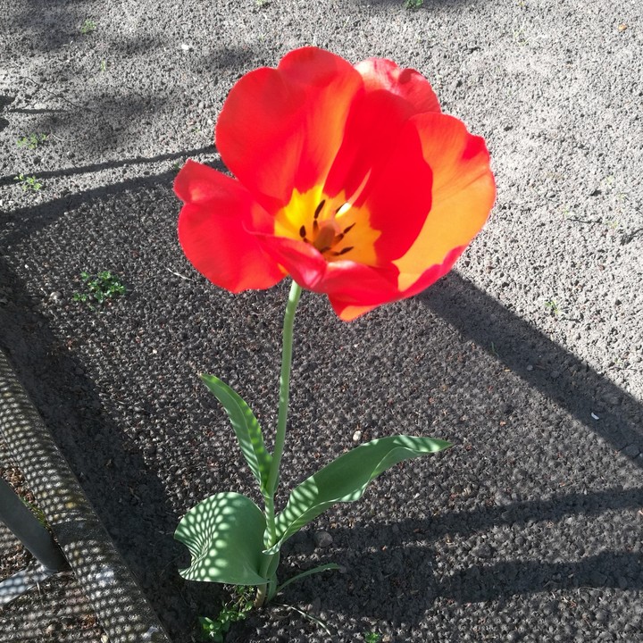 #tulip #natural