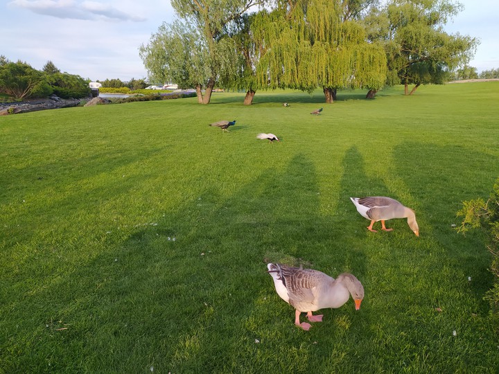Geese on the valley