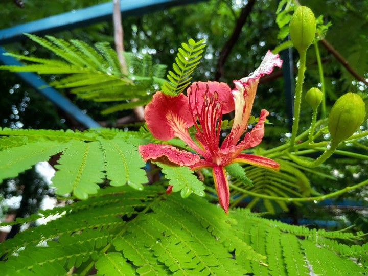 flower