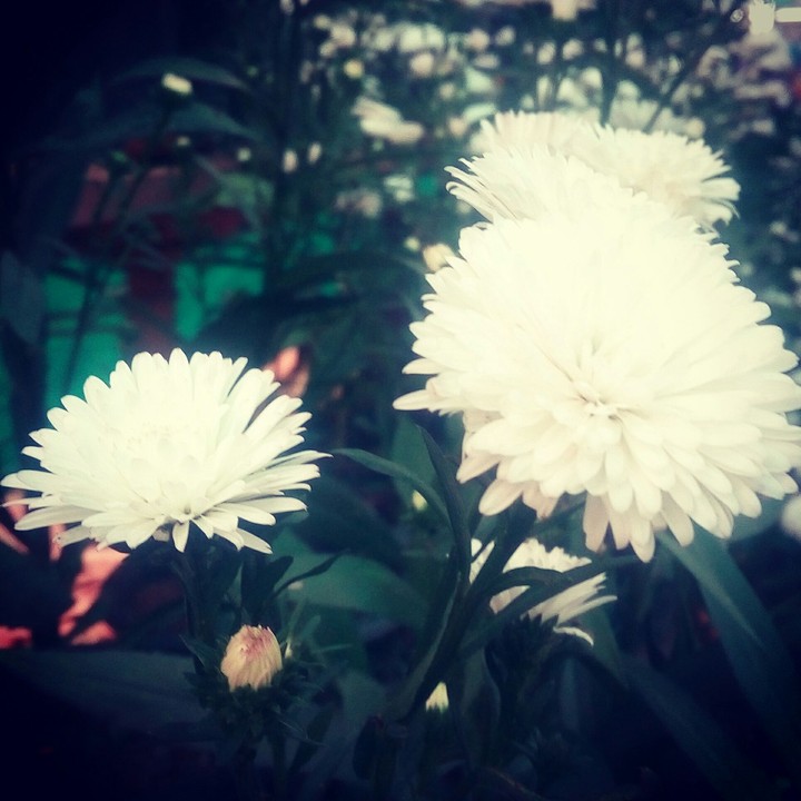 white flowers
