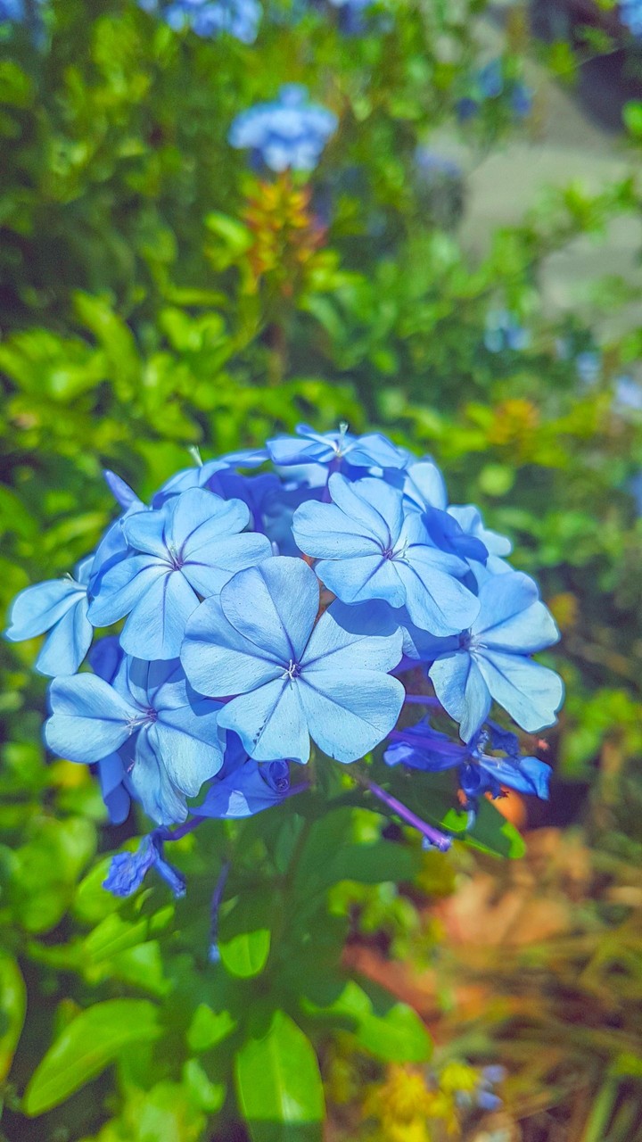 Flowers