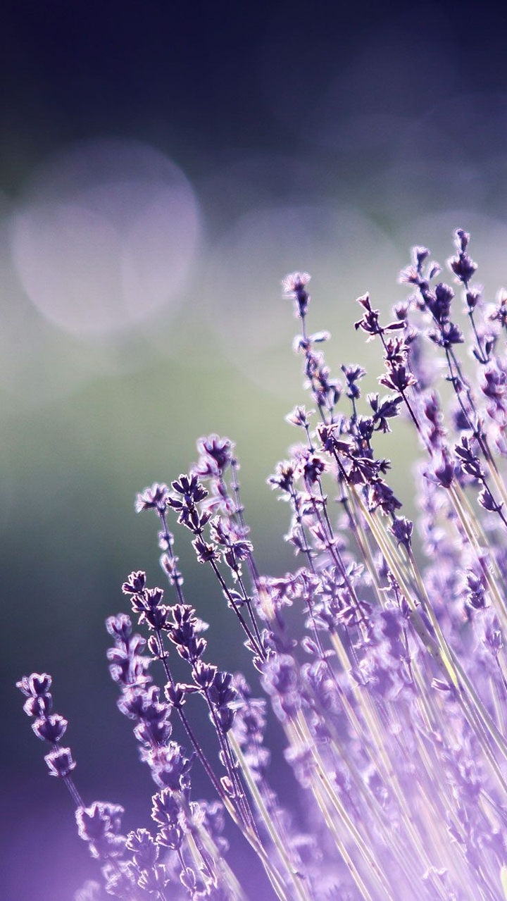 purple