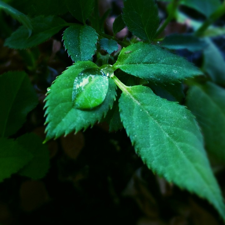 water drop
