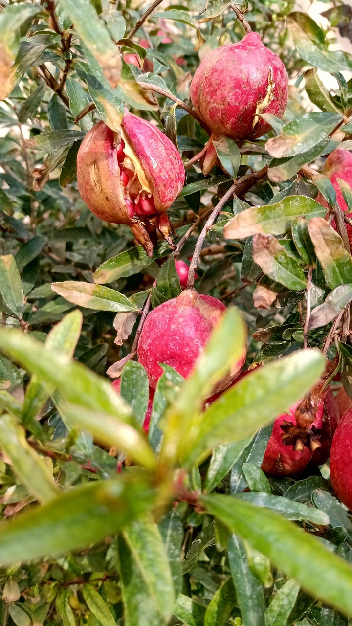 Pomegranate