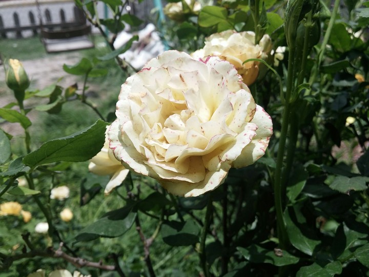 rose_alfa