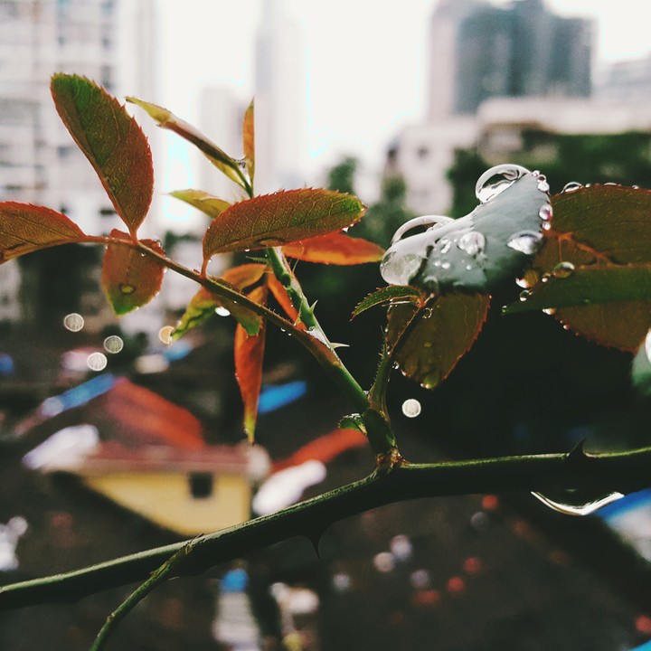 Rain