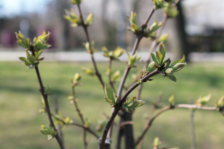 spring 2016