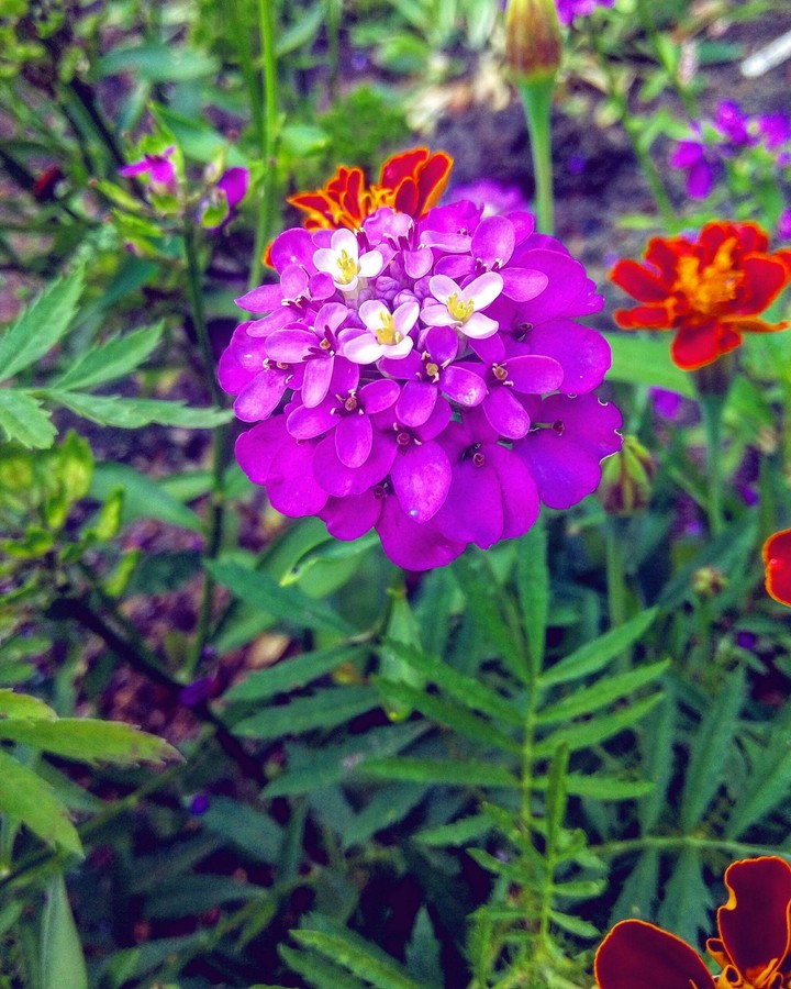 Purple Flower