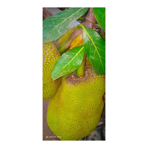 hình nền breadfruit, fruit