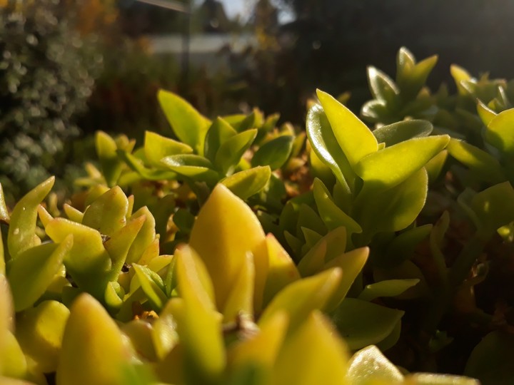 leafes