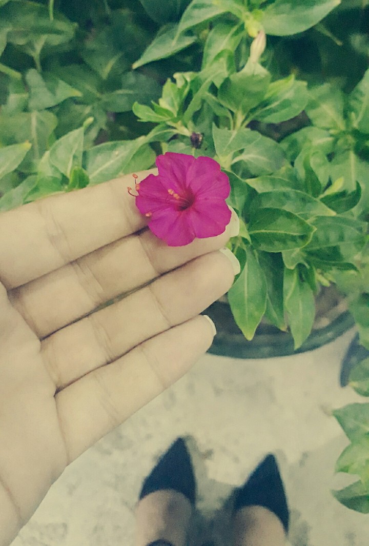 #flower #pink #hand