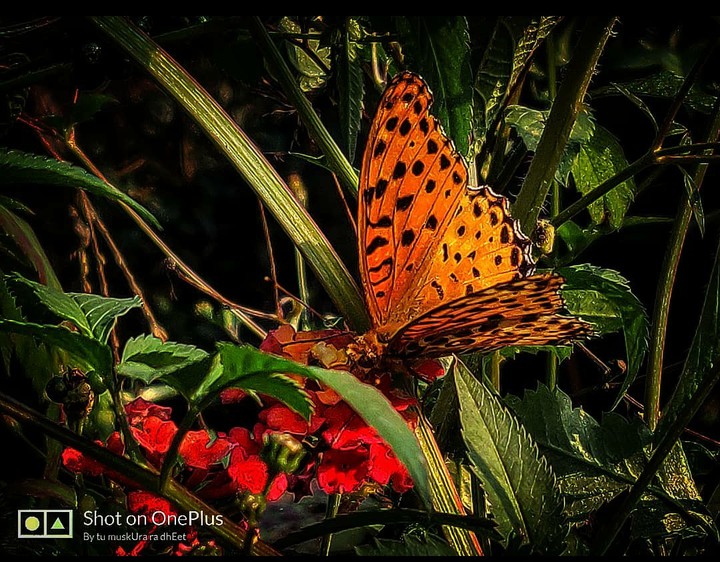 nature
