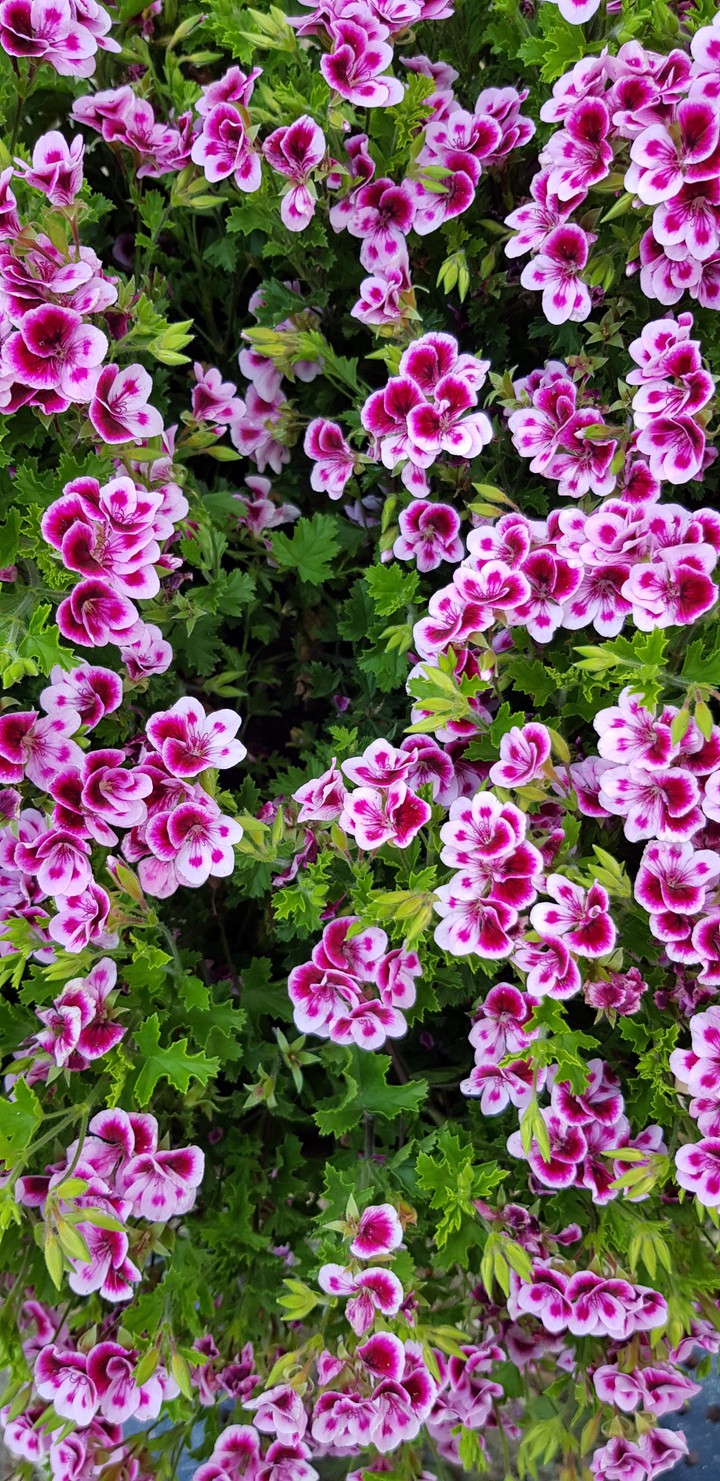 Geraniums