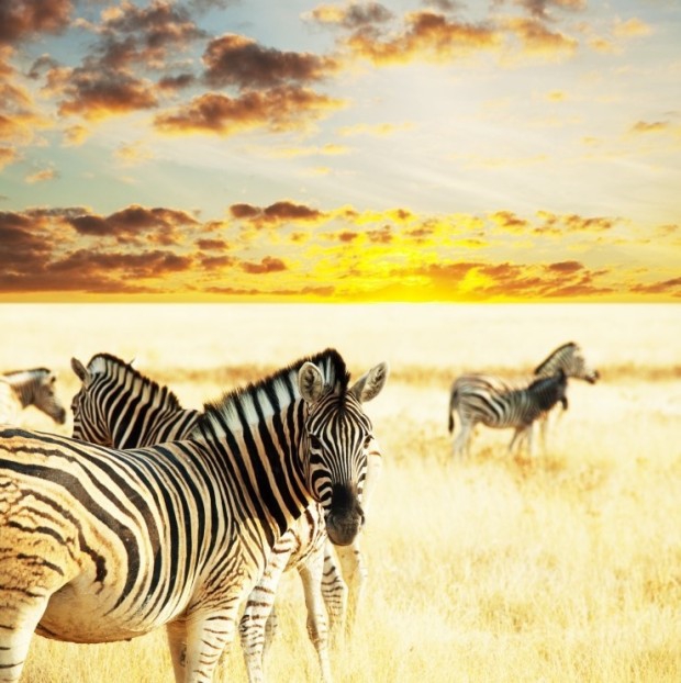 I love Africa