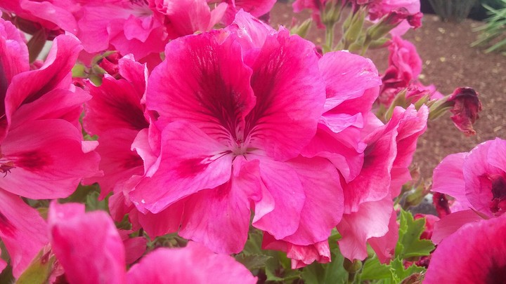 Pink N' Perfect