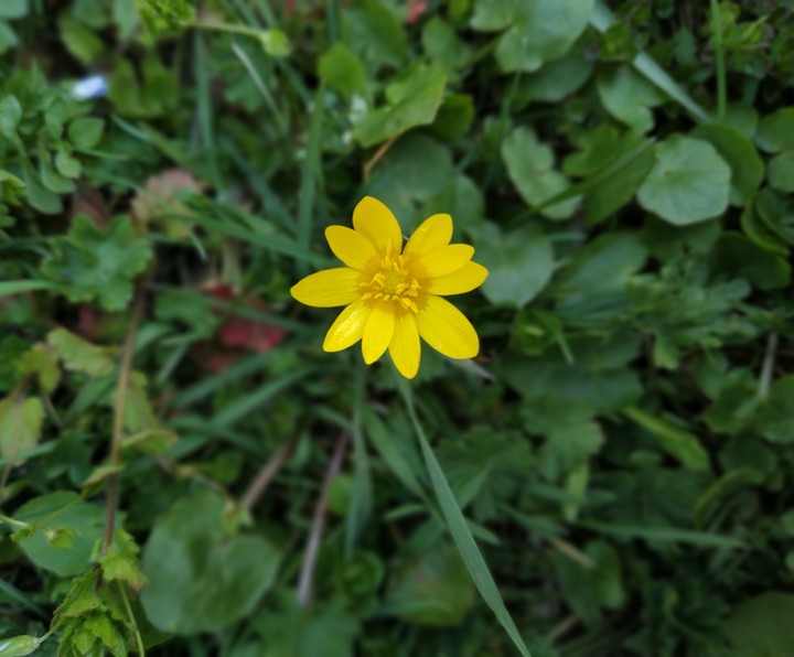 yellow