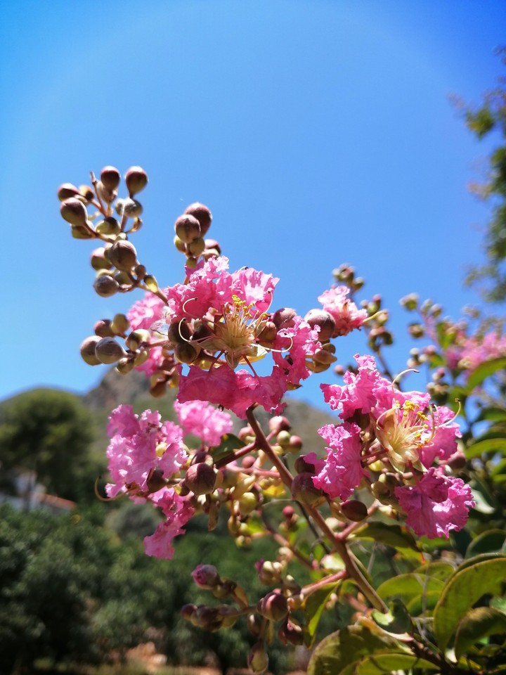 Pink blossom