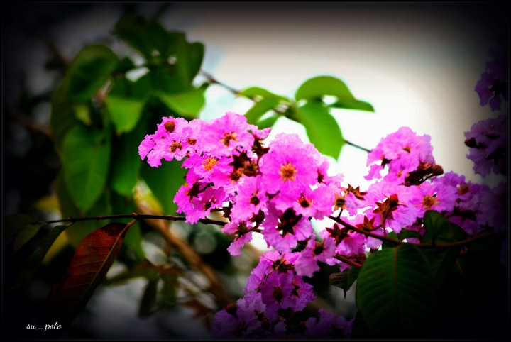 clower