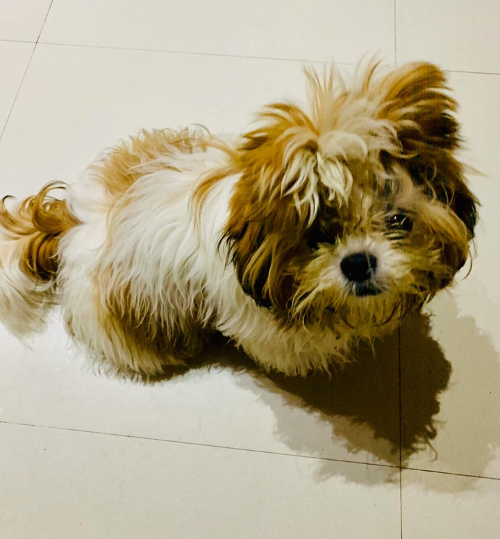 dog