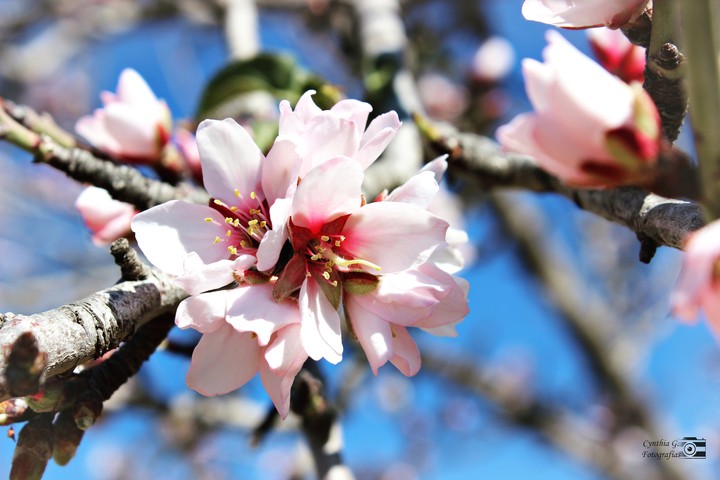 Flor de almendro.