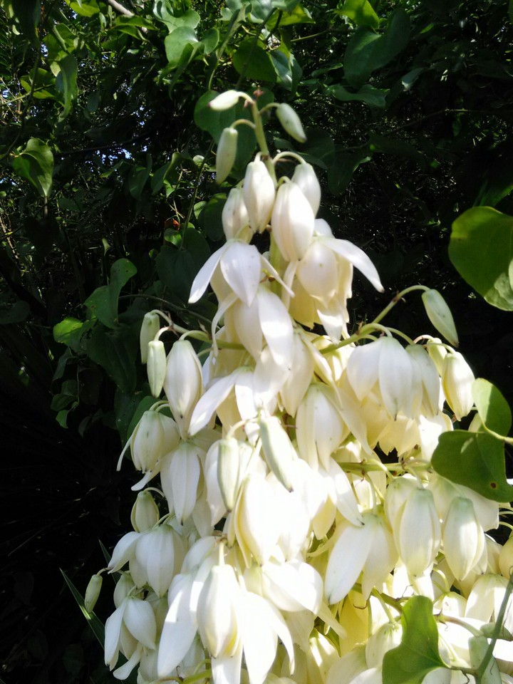White Bells