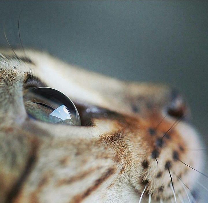 eyes
