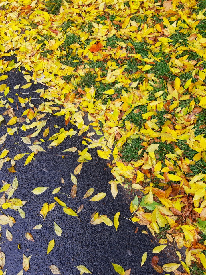 autumn