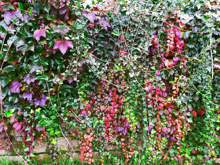 muro di foglie