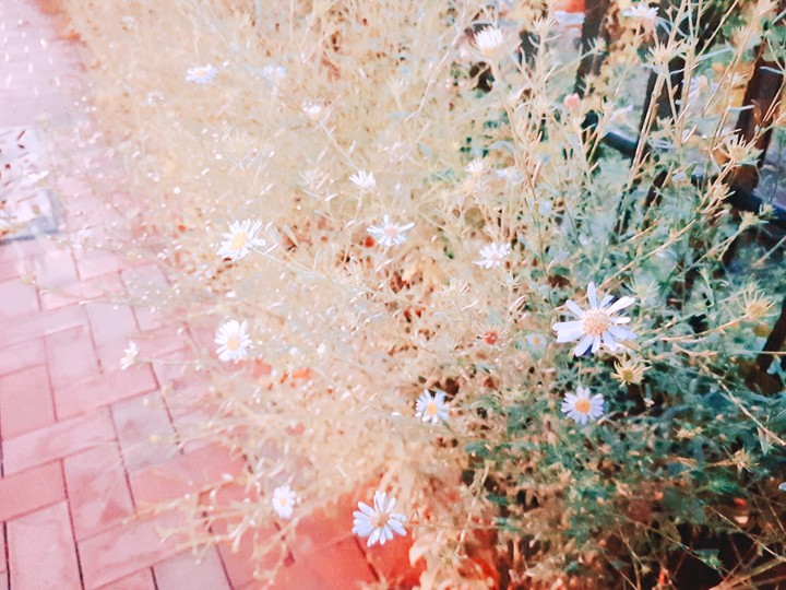 들꽃