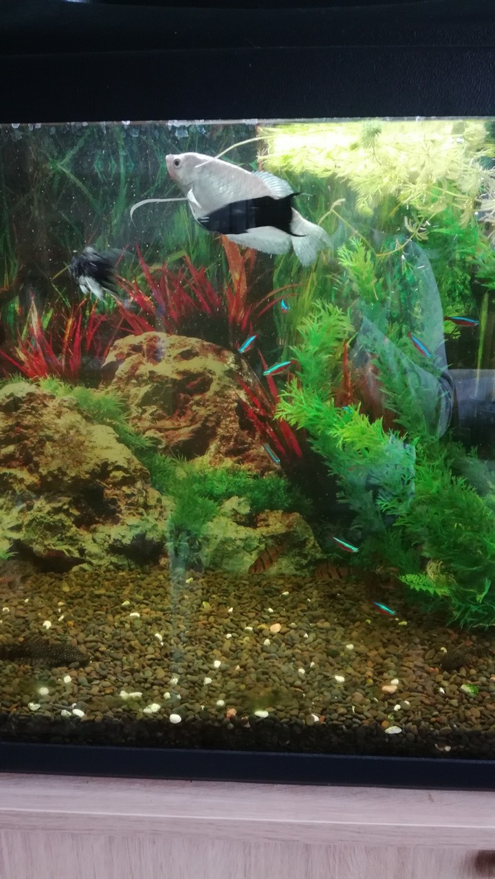 fish