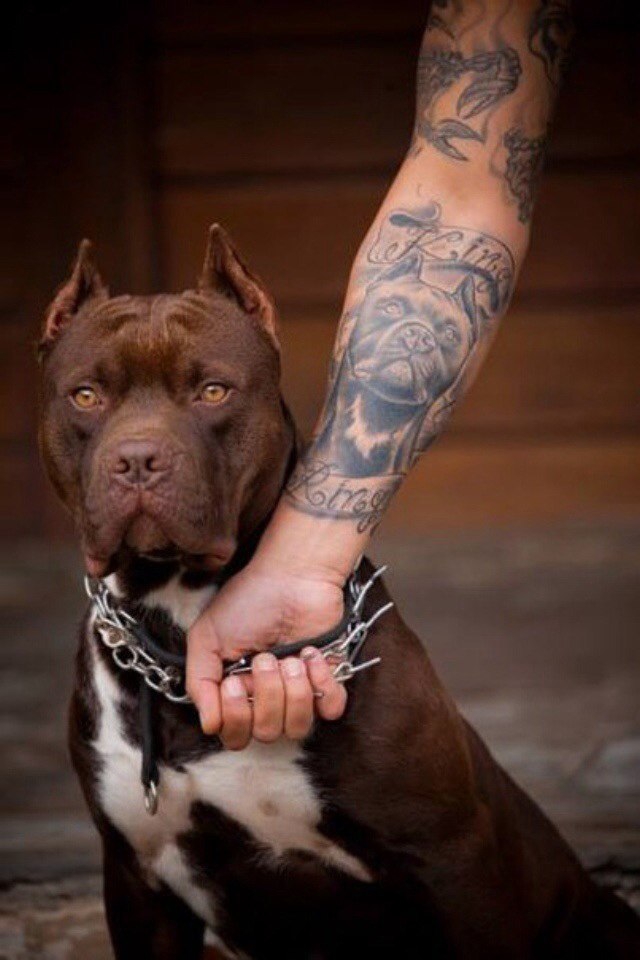 Pitbull