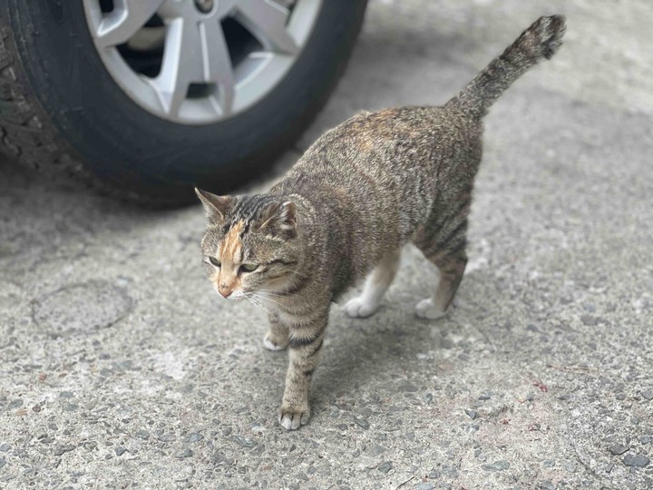 고양이