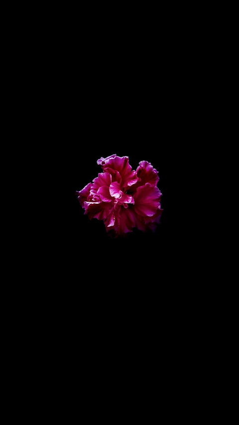 Beautiful Rose Mallow