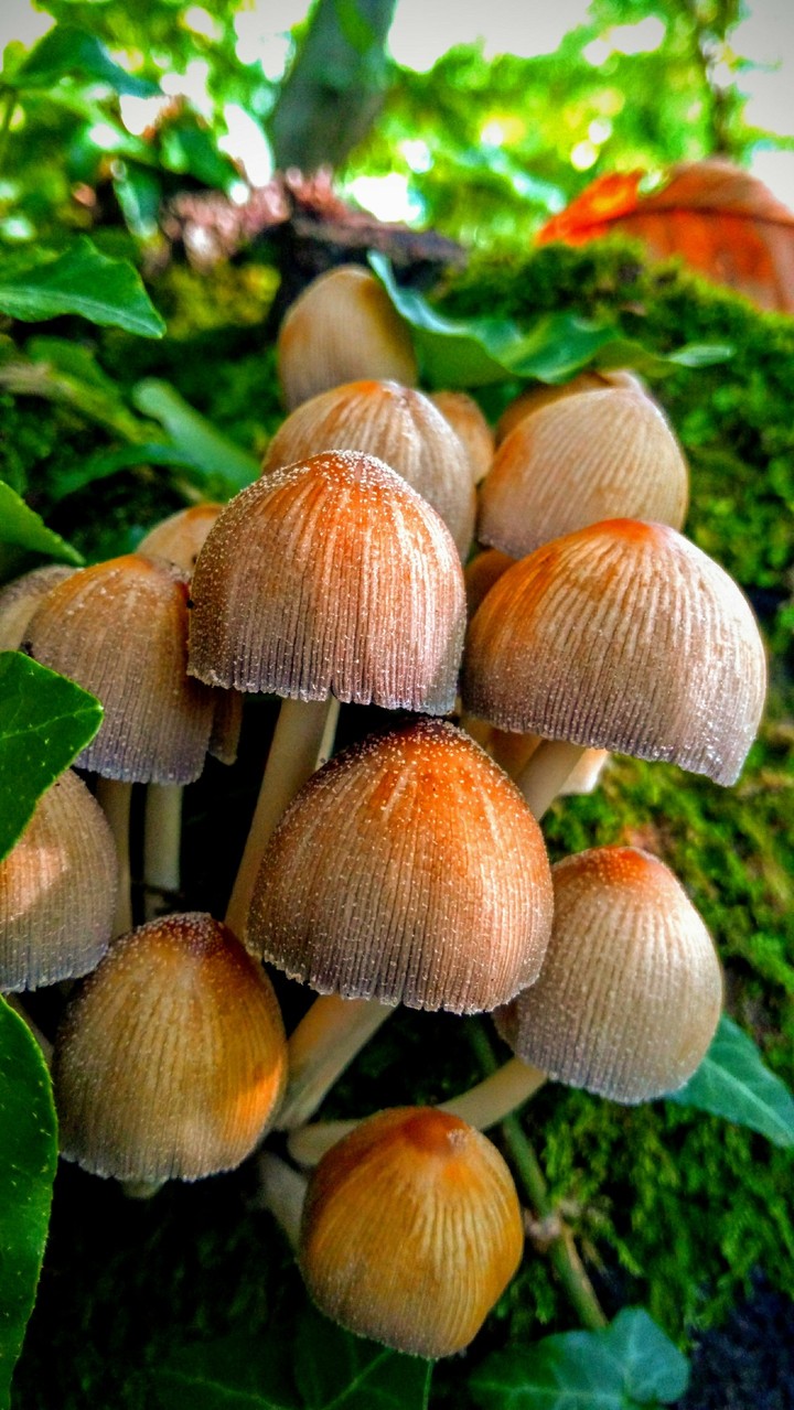 Doğallık