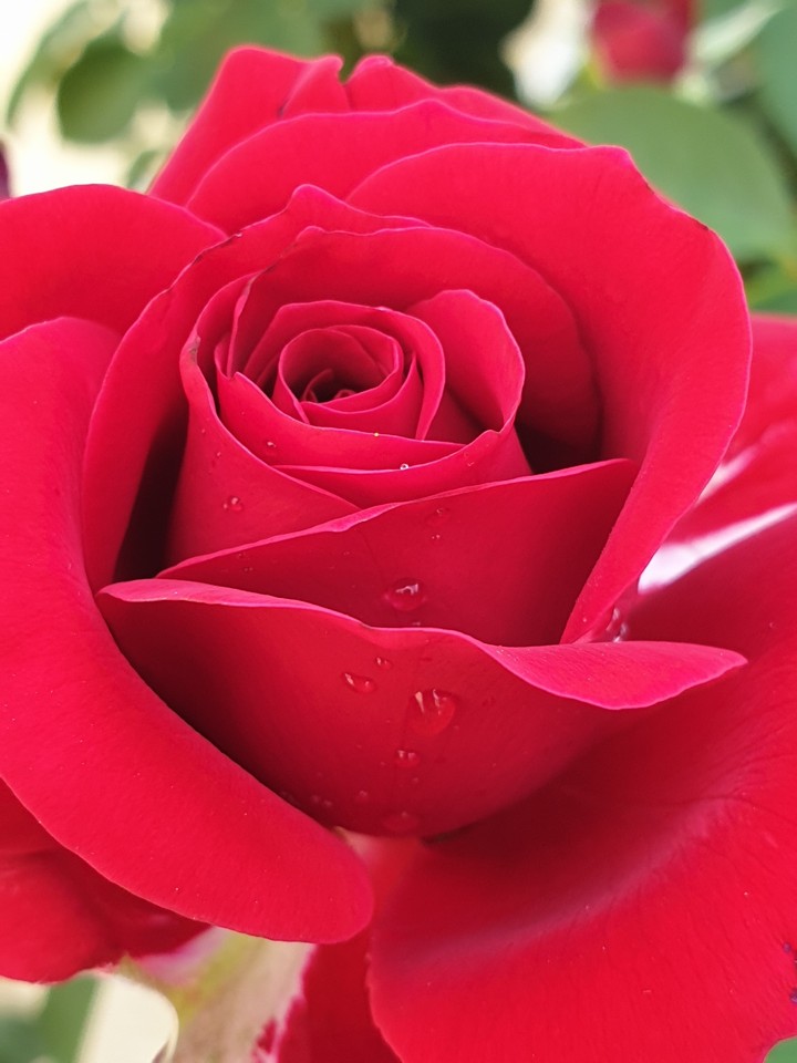 Rose flower