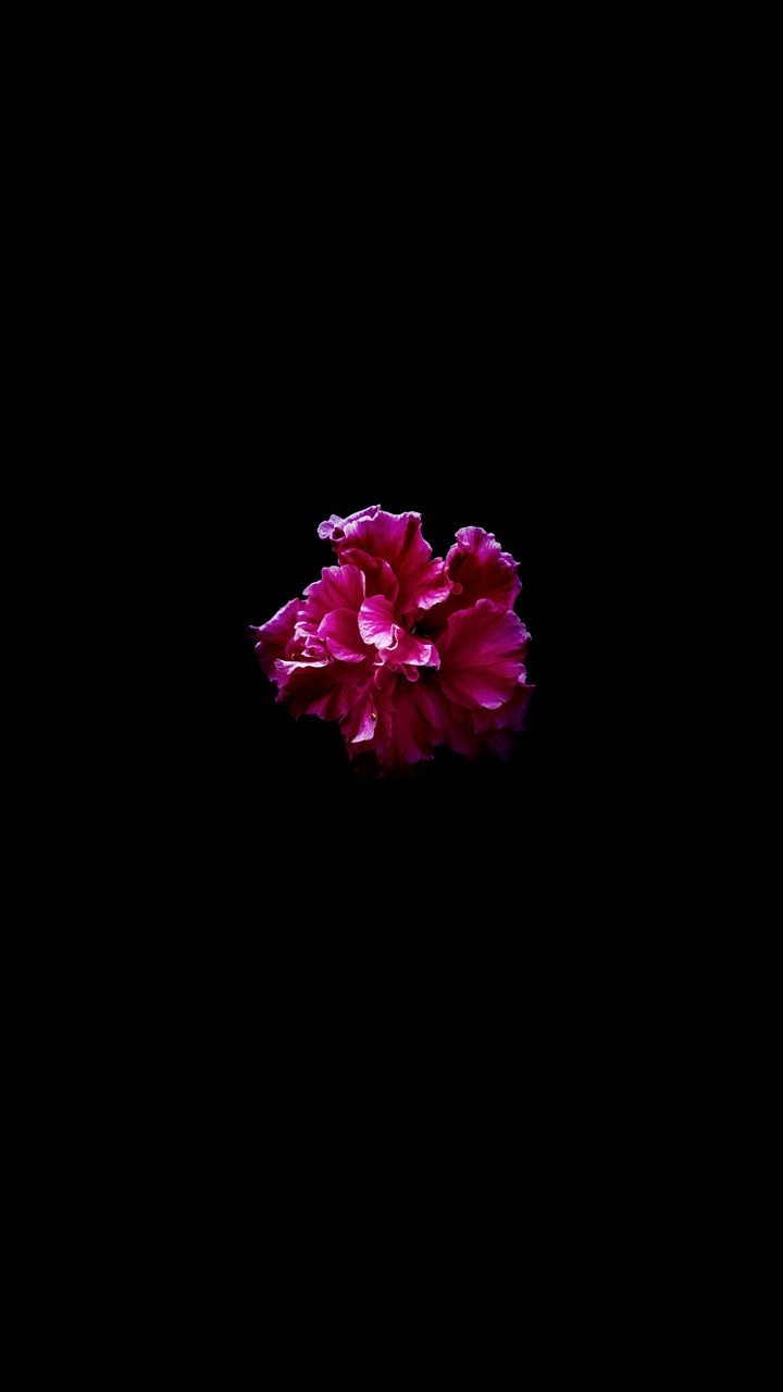 Beautiful Rose Mallow